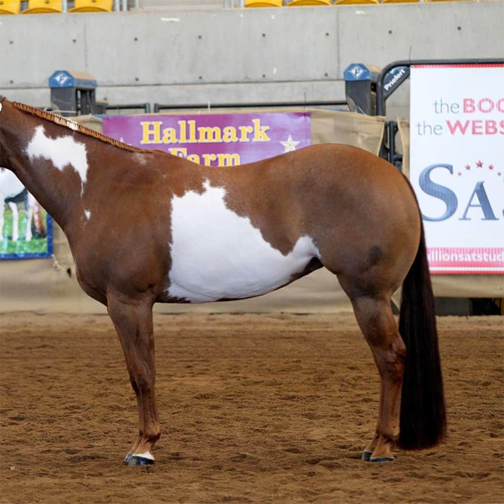 Horse Tail Extensions with Braided Horsehair Loop, Blunt Cut Bottom, 28-30 inches Long and 3/8 lb Weight