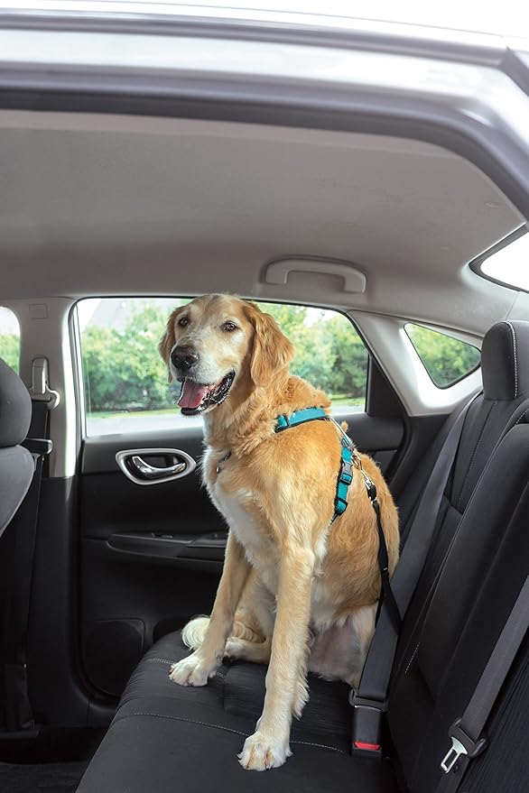 PetSafe 3 in 1 Dog Harness - No Pull Solution for Dogs - Reflective Dog Harness - Front D-Ring Clip Helps Stop Pulling - Comfortable Padded Straps - Top Handle Enhances Control - Teal - Large