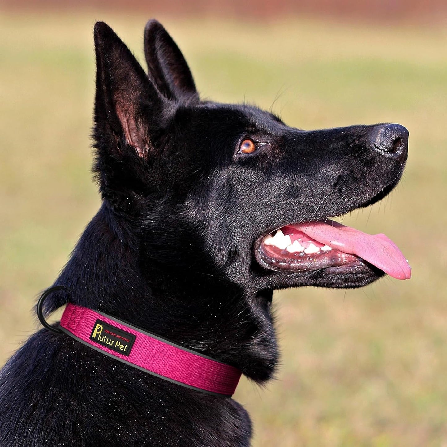 Plutus Pet Tactical Dog Collar, Reflective, Adjustable Heavy Duty Dog Collar, Soft Padded and Comfortable, for Small Medium and Large Dogs (Hot Pink, XL)