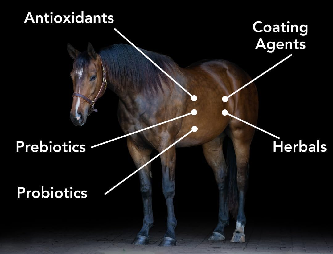 Gastro-Plex (6 lb) Supports Gut Health and Hindgut Digestion in Horses