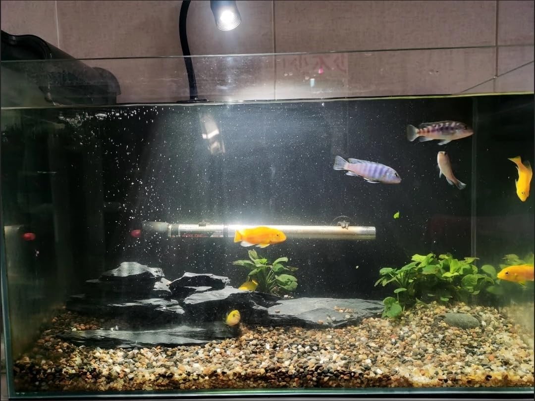 Natural Slate Stone Rocks 2 to 6 inch Aquariums Stone for Aquascaping,Terrariums,Reptile Enclosures,Paludariums, and Gardens-10lb