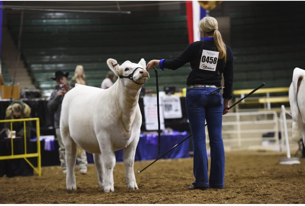 Weaver Livestock Leather Magic Show Cattle Halter, Adjustable, Modern Style Cow Calf Halter, Livestock Handling Equipment for Showing, Black