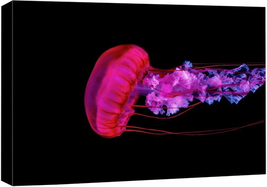 wall26 Canvas Print Wall Art Underwater High Contrast Pink Jellyfish Sea Nature Animals Photography Realism Rustic Scenic Landscape Wilderness Colorful for Living Room, Bedroom, Office - 12"x18"
