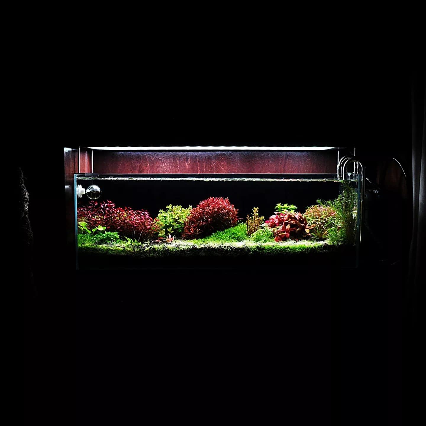 SubstrateSource Live Aquarium Red Stem Plants - Freshwater Aquatic Plant for Fish Tanks, Aquascaping - (Rotala Wallichii, 4 Bunches)