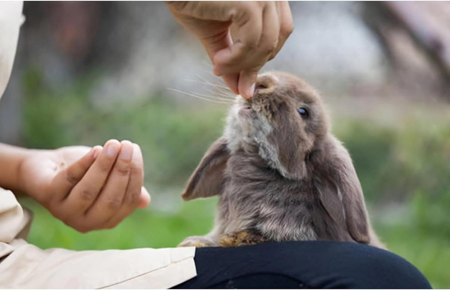 Chinchilla Food, Papaya Grains Small Animal Treats - 10 oz, Suitable for Rabbit Treats, Sugar Glider Food, Herbivores