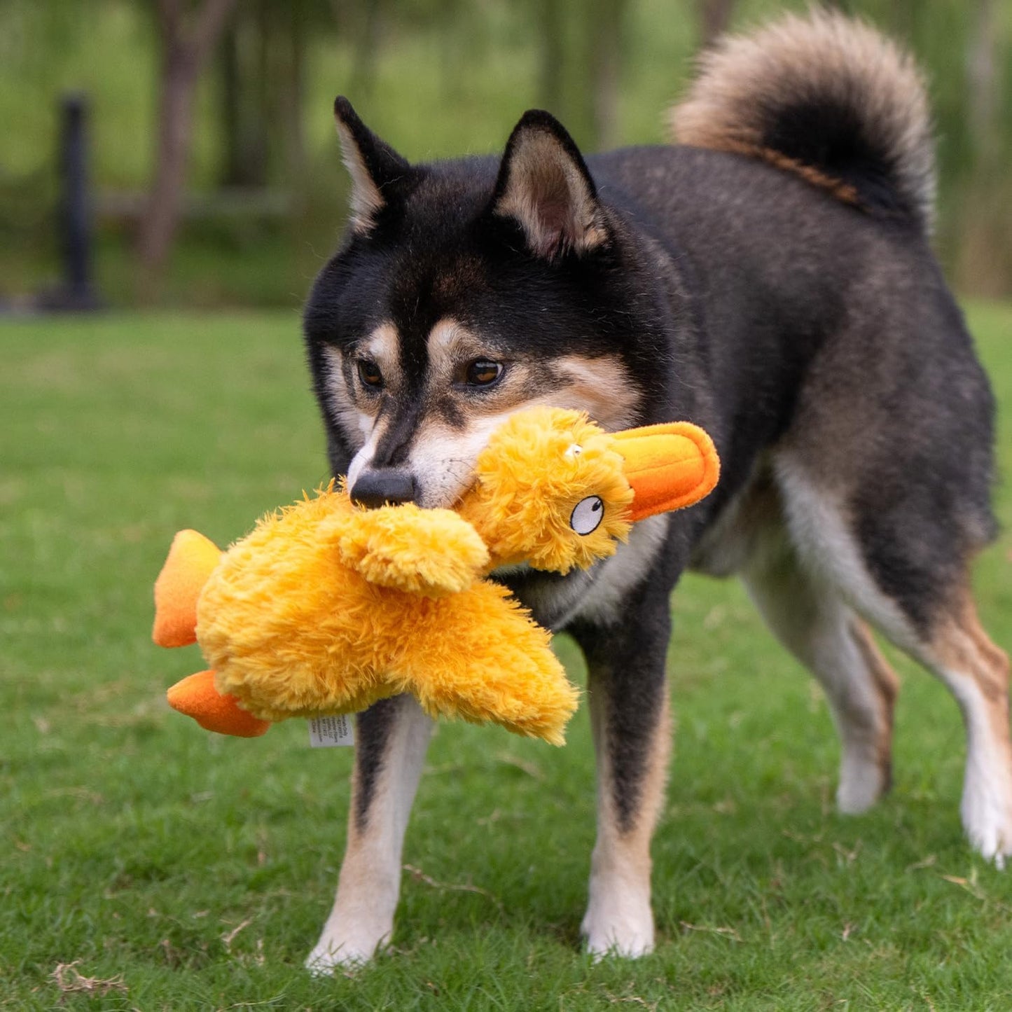 Best Pet Supplies Interactive Squeaky Dog Chew Toy, Ideal Dog Toys for Chewers, Small, Medium & Large Dogs, and Fetch Lovers - Ducky Doodle (Yellow), Large