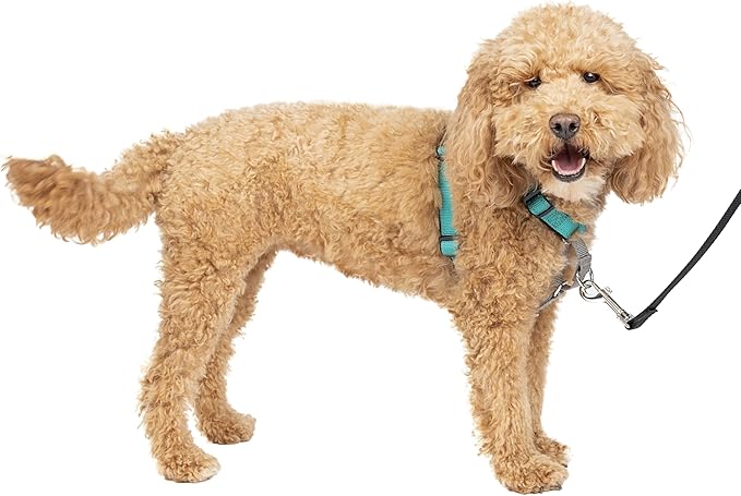 PetSafe 3 in 1 Dog Harness - No Pull Solution for Dogs - Reflective Dog Harness - Front D-Ring Clip Helps Stop Pulling - Comfortable Padded Straps - Top Handle Enhances Control - Teal - Small