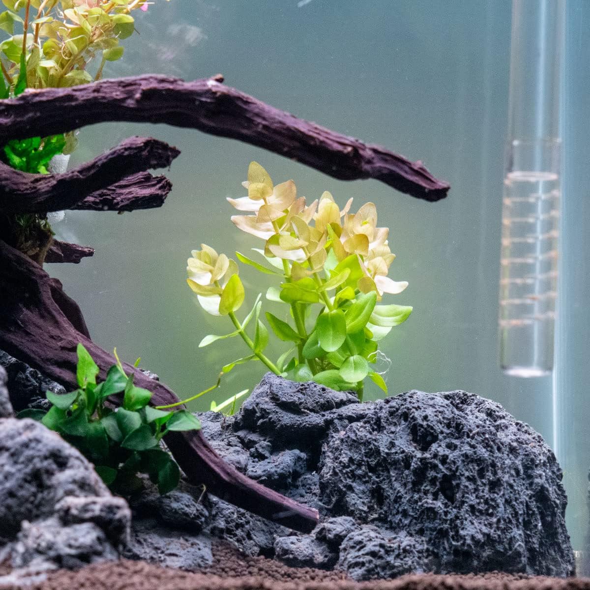 SubstrateSource Live Aquarium Red Stem Plants - Freshwater Aquatic Plant for Fish Tanks, Aquascaping - (Lemon Bacopa Caroliniana, 4 Bunches)