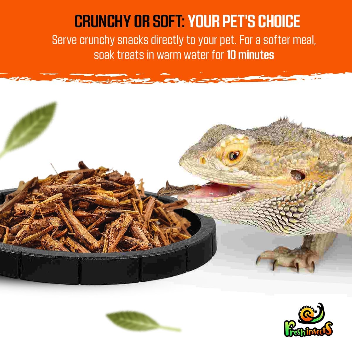 Medley Treat Bearded Dragon Food - Freeze Dried Mealworms, Grasshoppers, Crickets, Quality Tested, Vitamin & Calcium Enriched, Essential Proteins, Fats & Minerals - for Bearded Dragons, Reptiles 6 oz