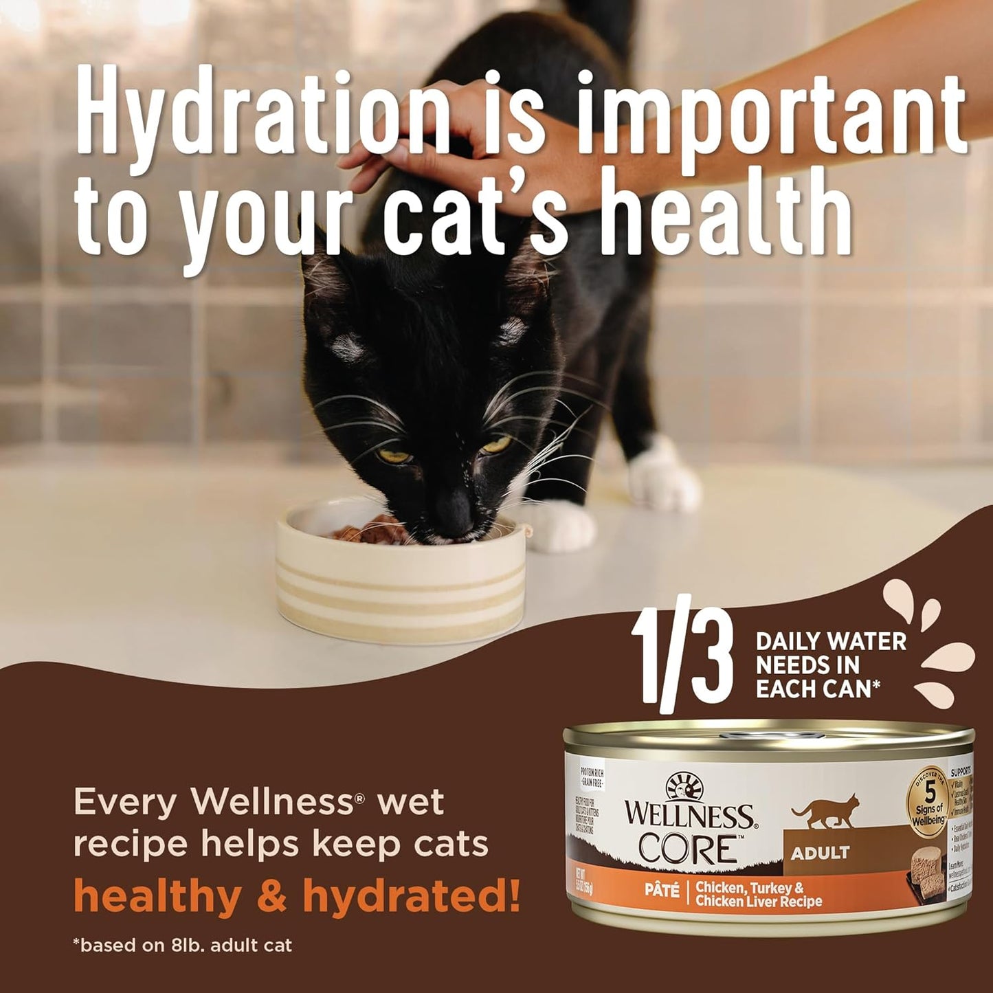Wellness CORE+ Digestive Health Pate Adult Wet Cat Food, Natural, Protein-Rich, Grain Free, 3 Ounce, 12 Pack (Salmon)