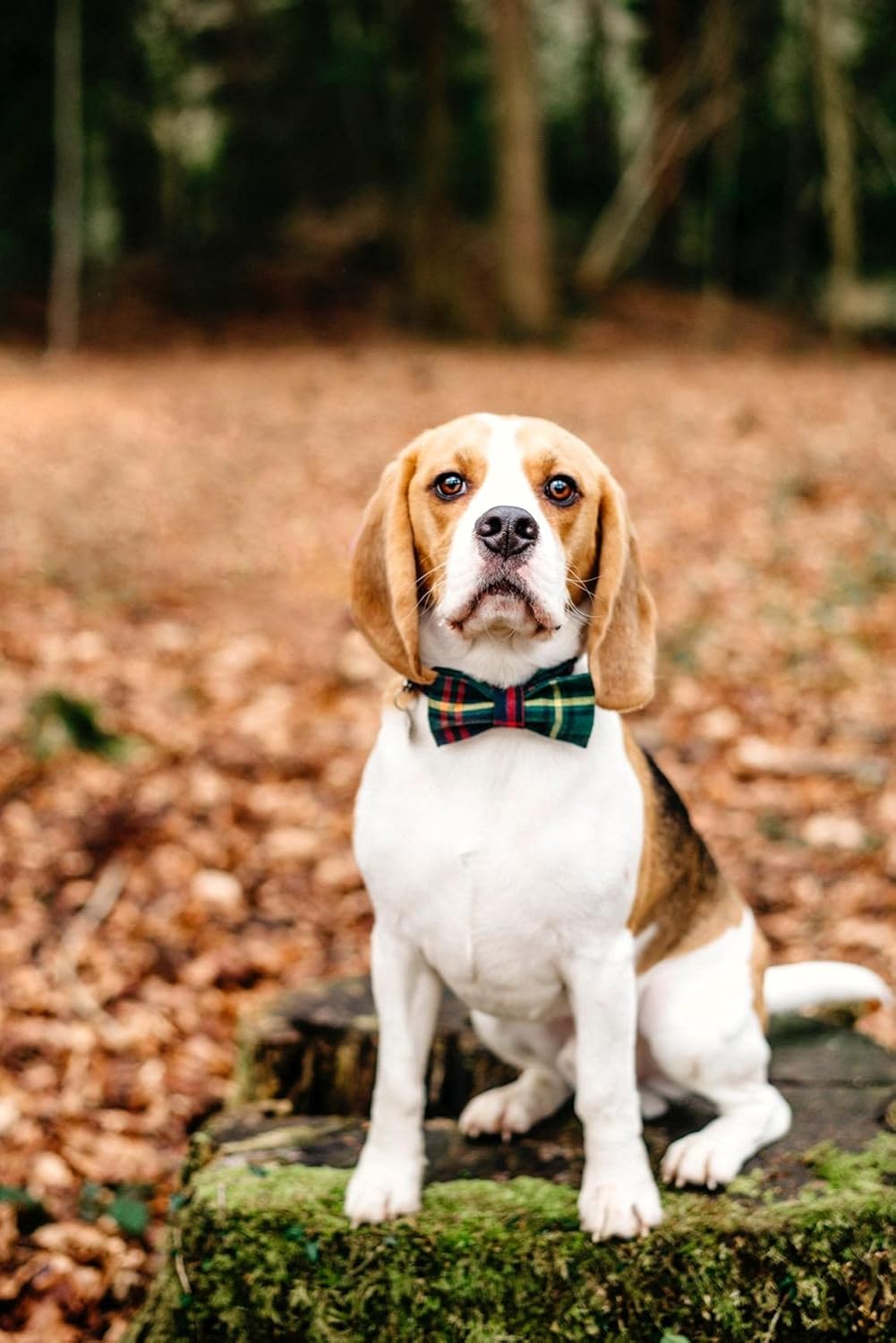 Lionet Paws Christmas Dog Collar with Bowtie Durable Adjustable Handmade Comfortable Bow Tie Dog Collar Green with Metal Buckle for Large Dogs,Girl Boy,Party,Festival,Holiday Style,Neck 16-24in