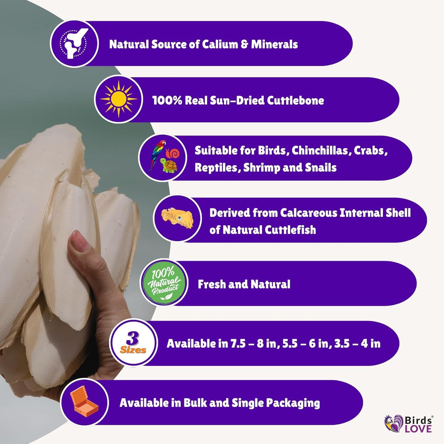 Birds LOVE Natural Cuttlebone | 100% Pure Sun-Dried Calcium Supplement for Birds, Tortoises, Snails & Crabs | Supports Beak & Shell Health | Easy to Chew | 2 Pack, Size 5.5 to 6"