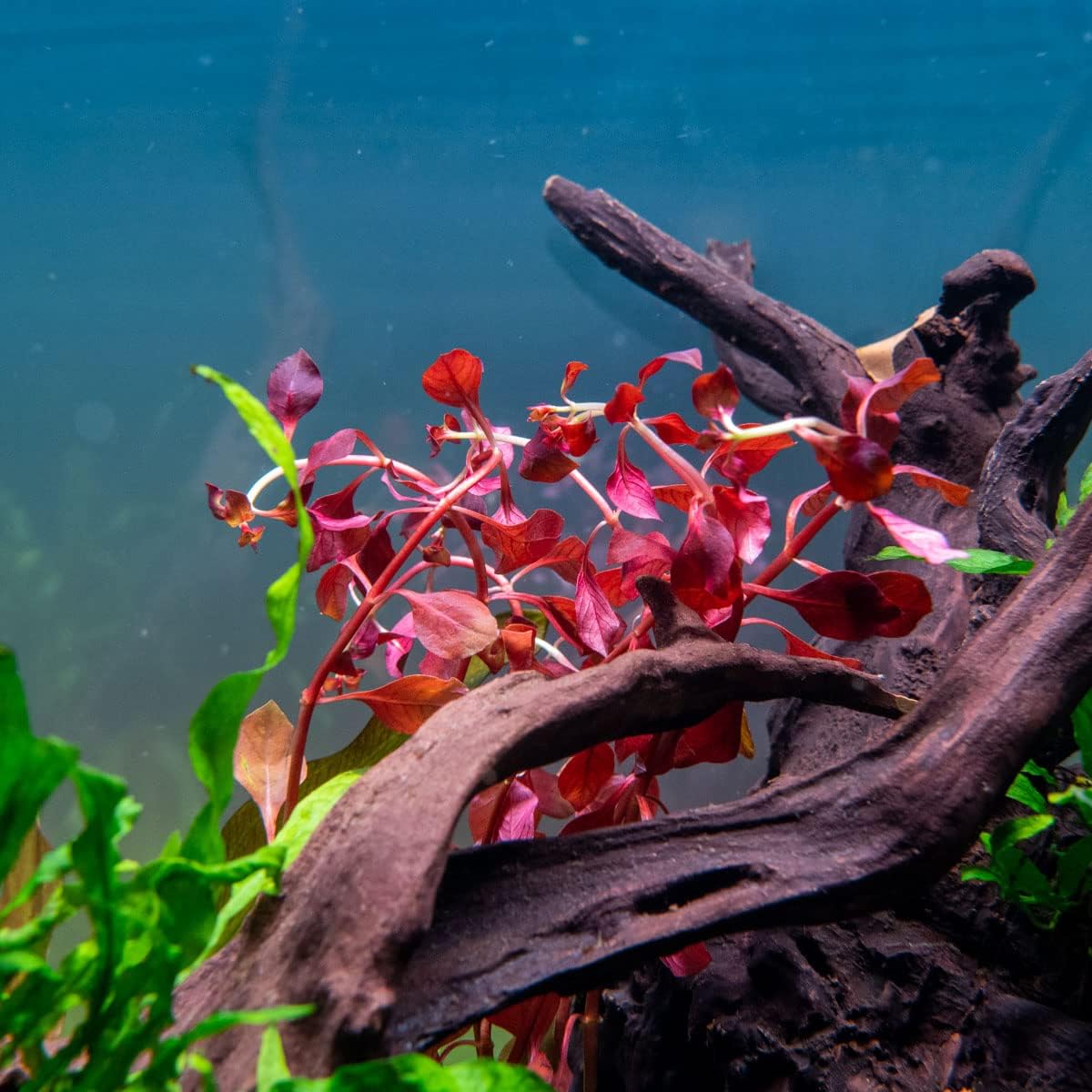 SubstrateSource Mini Bolbitis Baby Leaf - Live Aquarium Plant for Fish Tank Decorations (1 Pot)