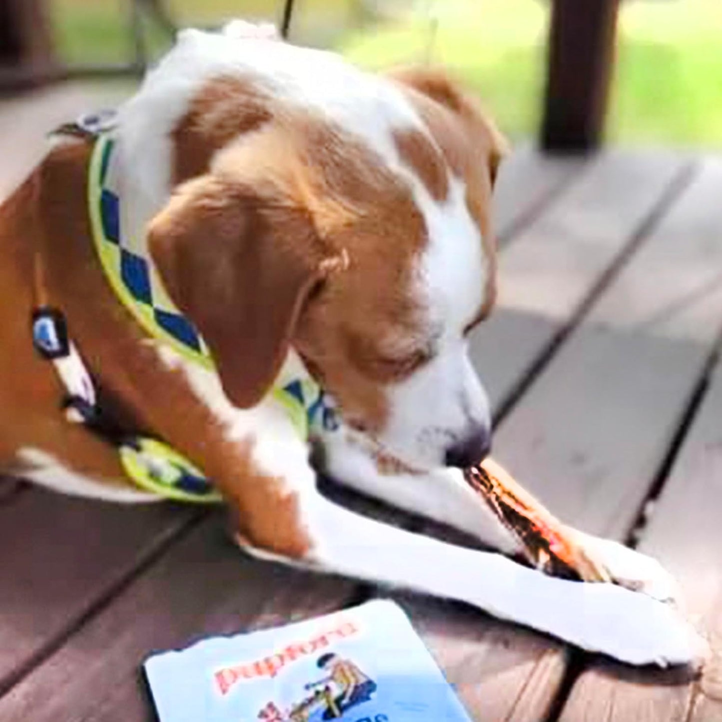 Pupford Standard Beef Tendon Chews for Dogs & Puppies, All-Natural Dog Chew with Glucosamine for Joint Health, Long-Lasting Toy, Great for Teething (10 Count)