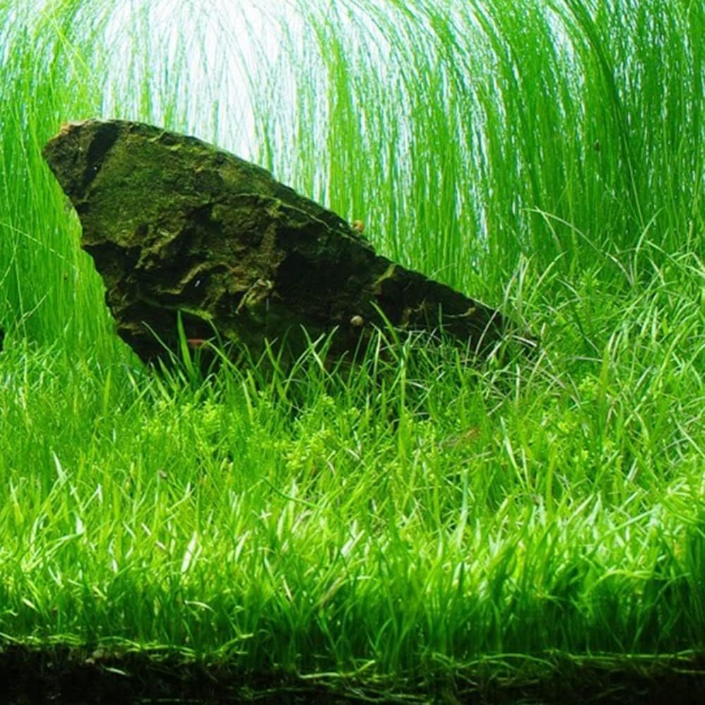 Aquarium Plants Discounts Potted Tall Hairgrass by AquaLeaf Aquatics - Easy Aquatic Live Plant- (Potted Tall Hairgrass, 5 Pack)