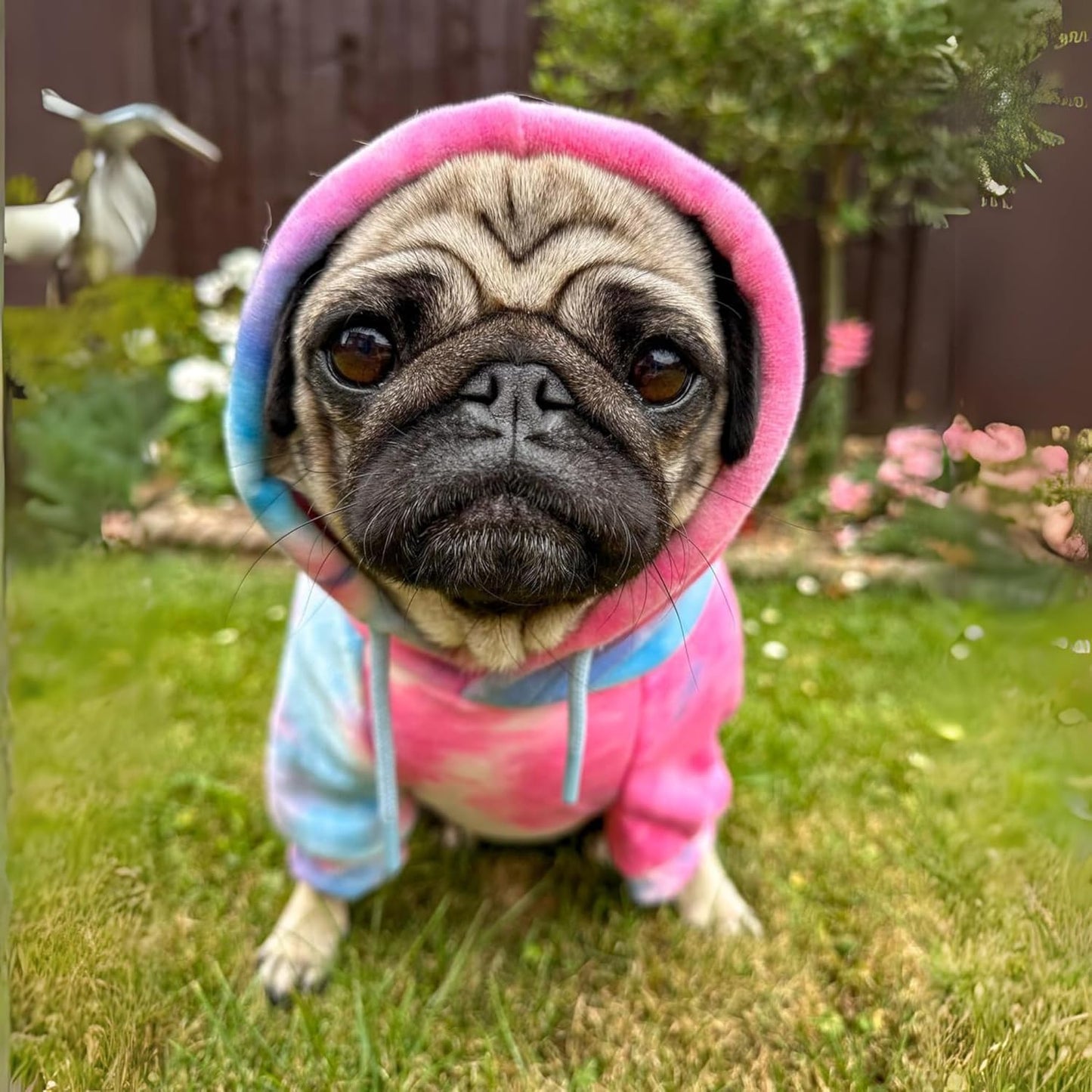 Spark Paws Dog Hoodie – Premium Dog Sweater for Small, Medium, and Large Dogs | Warm Outfits for French Bulldogs, Pitbull, Puppy, Winter Jacket Alternative - Snow Cone - S