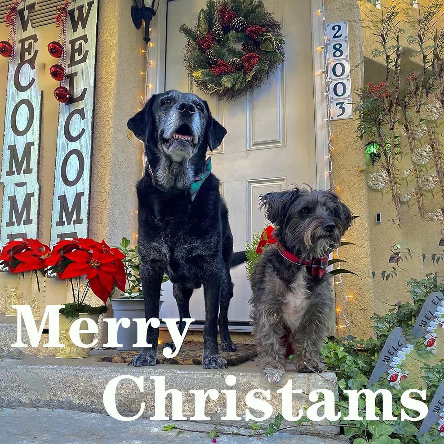 Unique style paws Dog Collar with Bow Tie Christmas Dog Collar for Small Medium Large Dogs with Adjustable Metal Buckle -XL