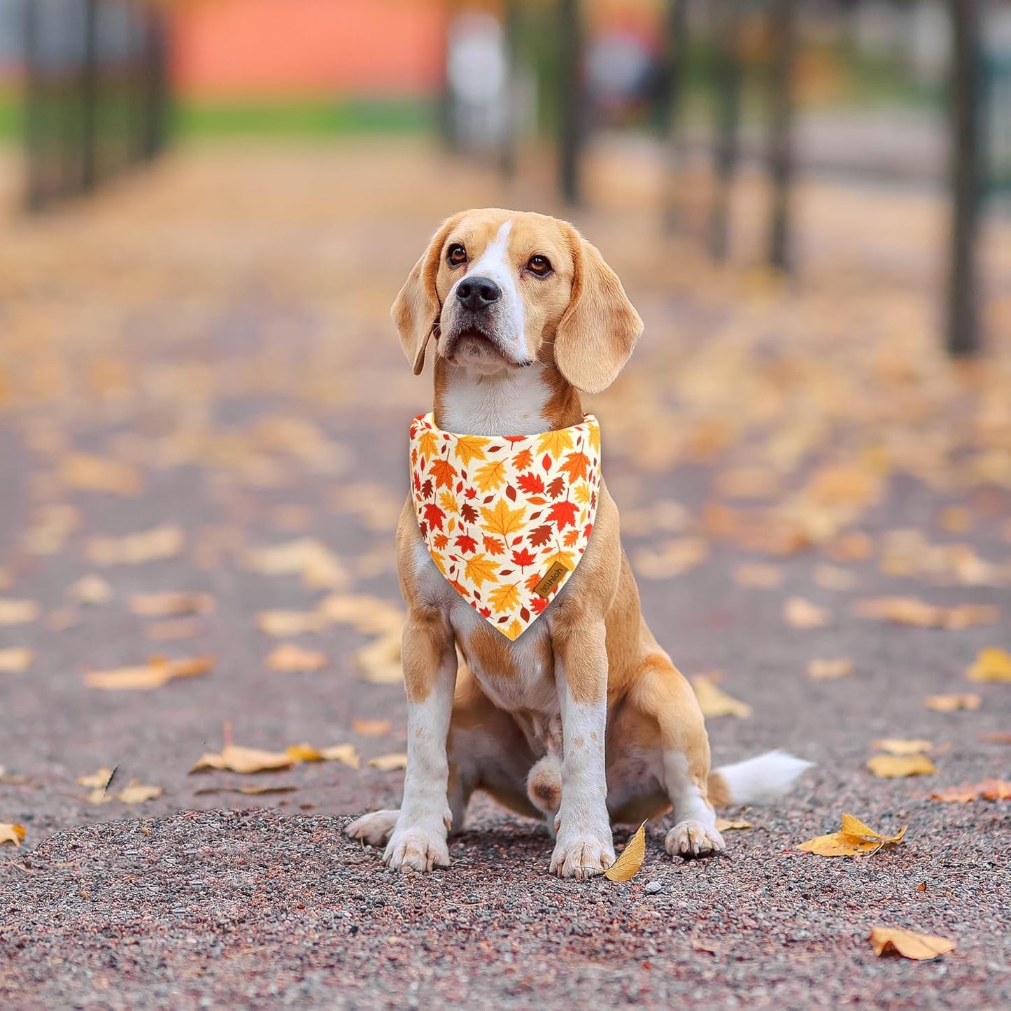 Fall Dog Bandanas - 2 Pack Halloween Thanksgiving Dog Bandana | Reversible Pumpkin and Leaf Pet Scarf for Boy & Girl | Premium Fabric | Holiday Bandana for Large and Extra Large Dogs (X-Large)