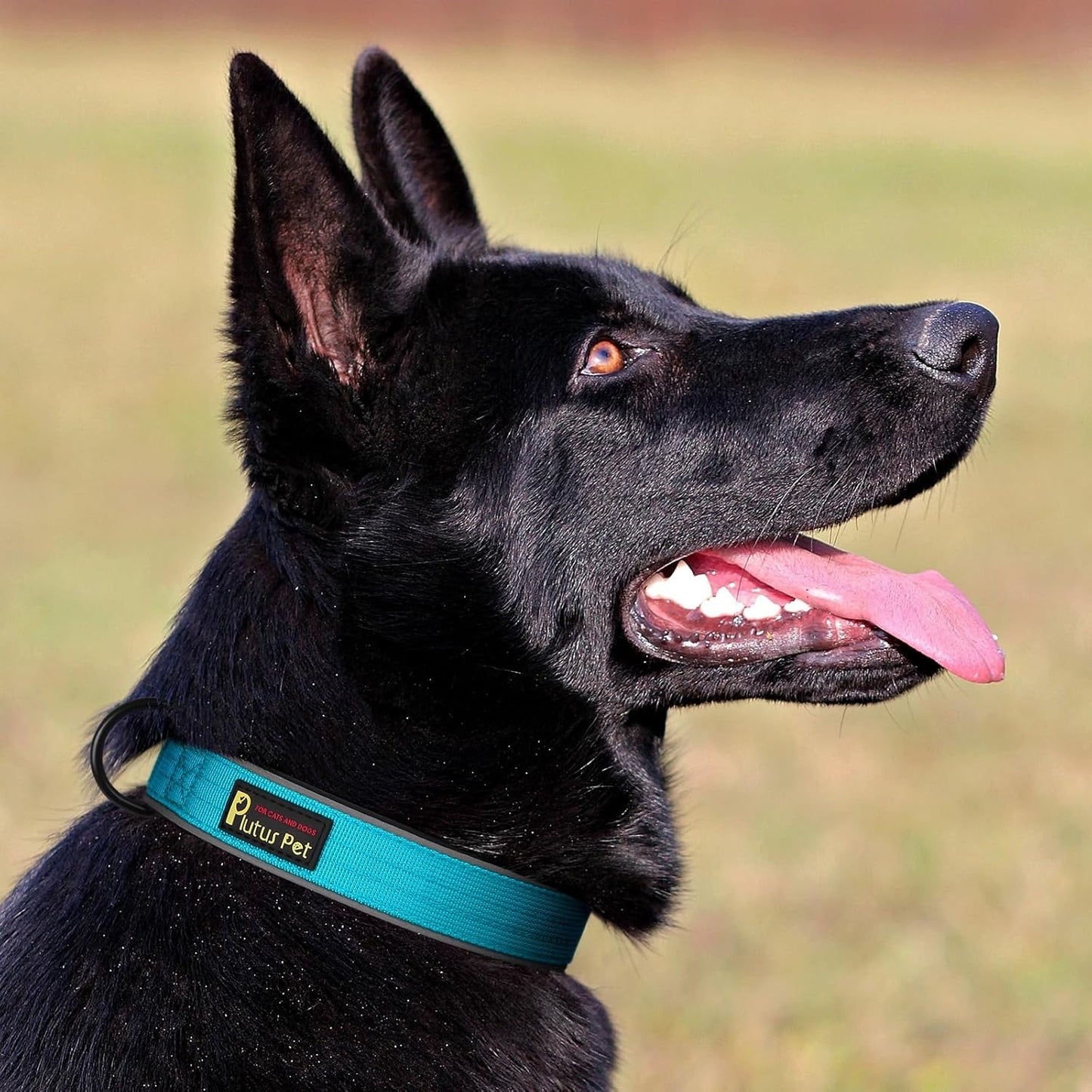 Plutus Pet Tactical Dog Collar, Reflective, Adjustable Heavy Duty Dog Collar, Soft Padded and Comfortable, for Small Medium and Large Dogs (Cyan, M)