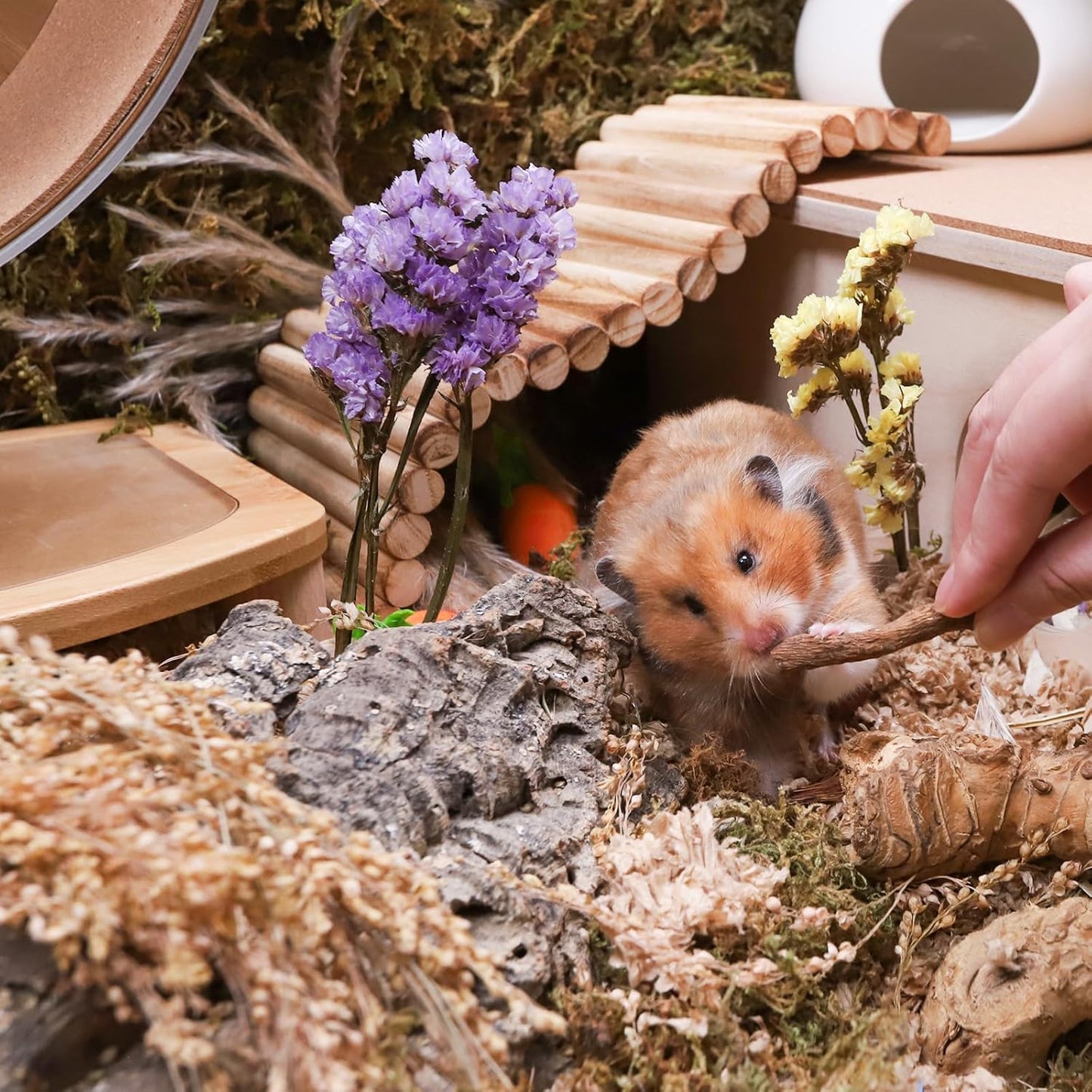 Niteangel Hamster Snack & Treats Toy - Small Animal Natural Treat for Dwarf Syrian Robo Hamsters Gerbils Mice Lemmings Degus or Other Small-Sized Pets