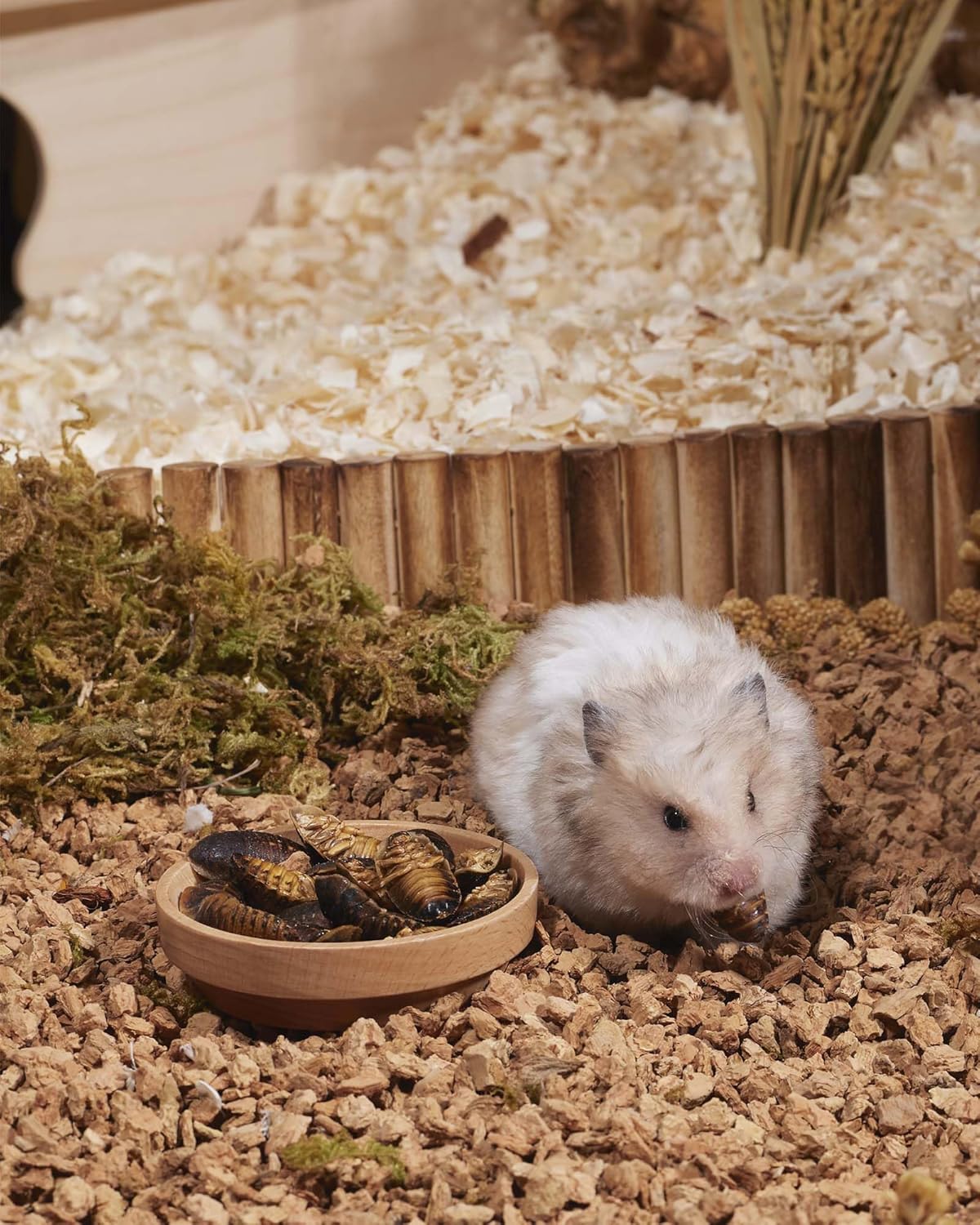 Niteangel Small Animal Snack & Treats - Small Critter Natural Treat for Dwarf Syrian Hamsters Gerbils Mice Sugar Glider Hedgehogs Chickens Birds (Freeze-Dried Dubia)