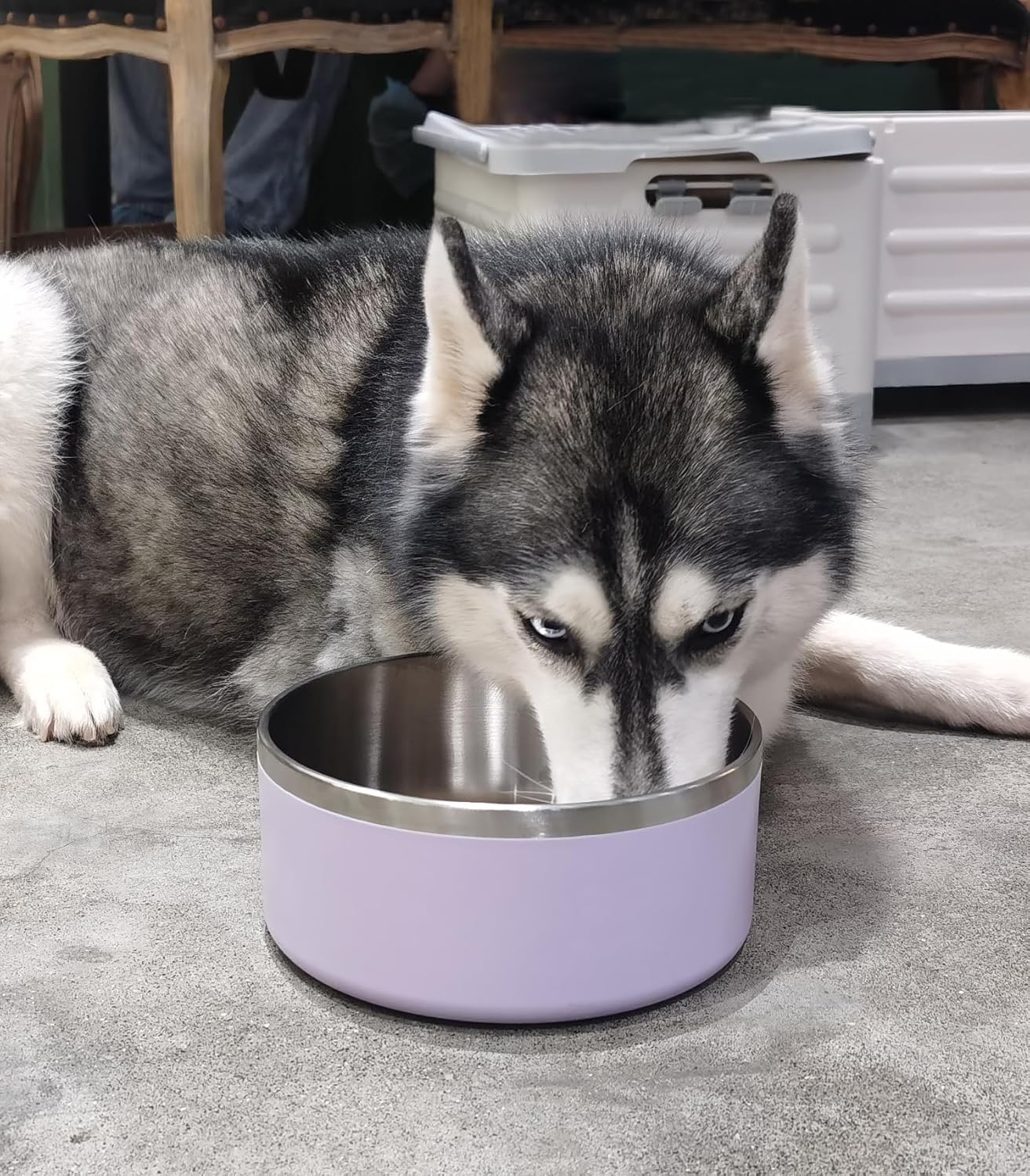 Dog Bowl, Stainless Steel Dog Food and Water Bowl with Non Slip Quiet Bottom, Easy to Clean, Dishwasher Safe, 40oz, Light Purple