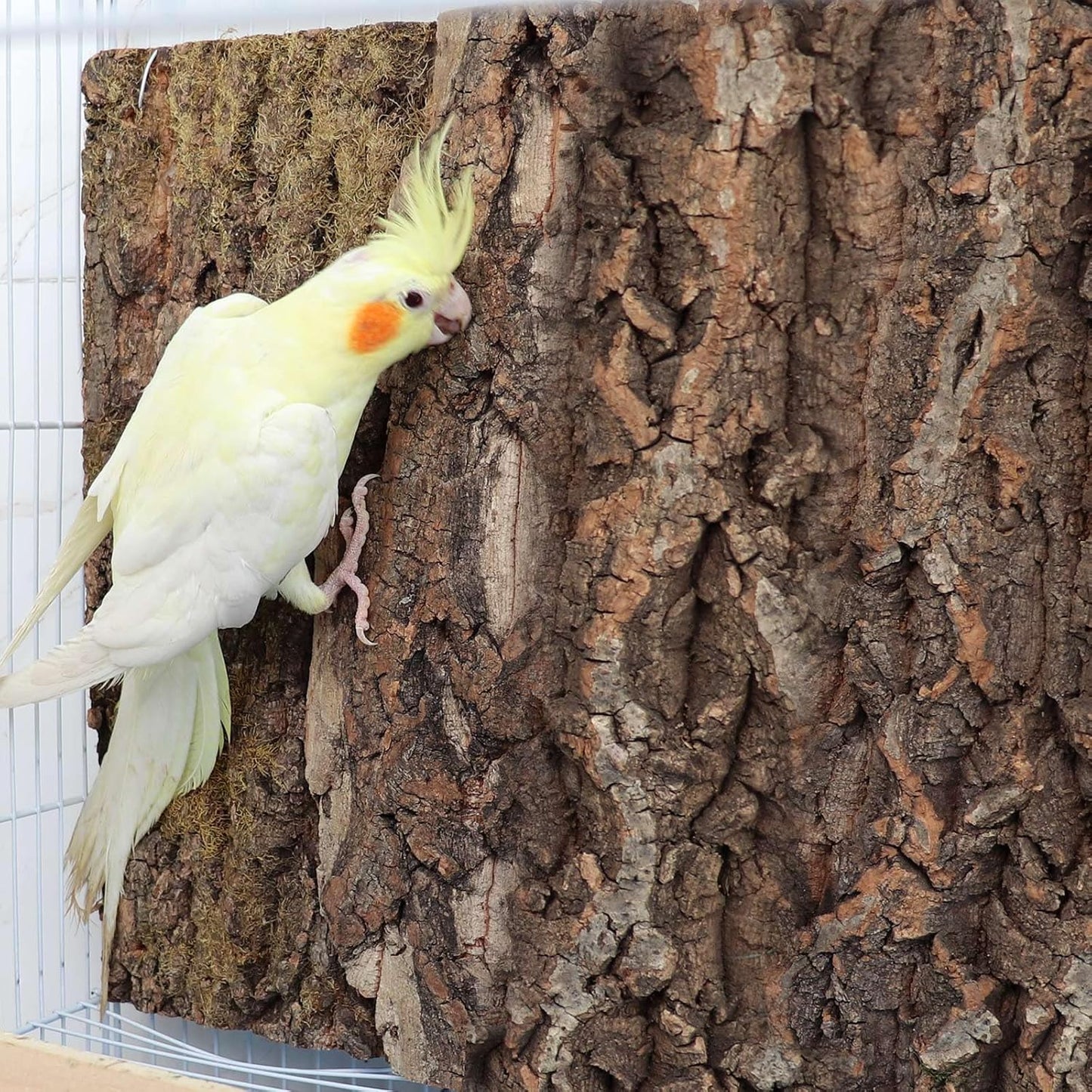 4 Pack Cork Bark Perch for Bird, 11.8 × 7.9 inch Natural Parrot Chewing Toys, Birdcage Background Decor Accessories, Bark Toy for Budgie Parakeet Cockatiel Lovebirds Conures Hamster Guinea Pig Rat