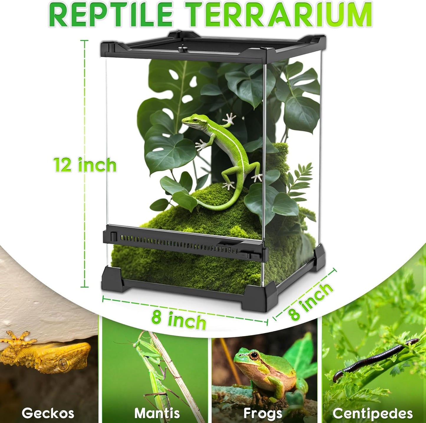 Mini Reptile Glass Terrarium 8"x8"x12" Durable Reptile Habitat Tank with Heat Resistant Aluminum Alloy Frame, Single Swinging Doors for no Jam by Sand and Other Debris