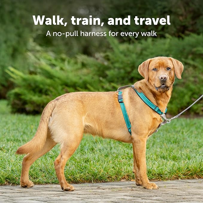 PetSafe 3 in 1 Dog Harness - No Pull Solution for Dogs - Reflective Dog Harness - Front D-Ring Clip Helps Stop Pulling - Comfortable Padded Straps - Top Handle Enhances Control - Teal - Extra Small