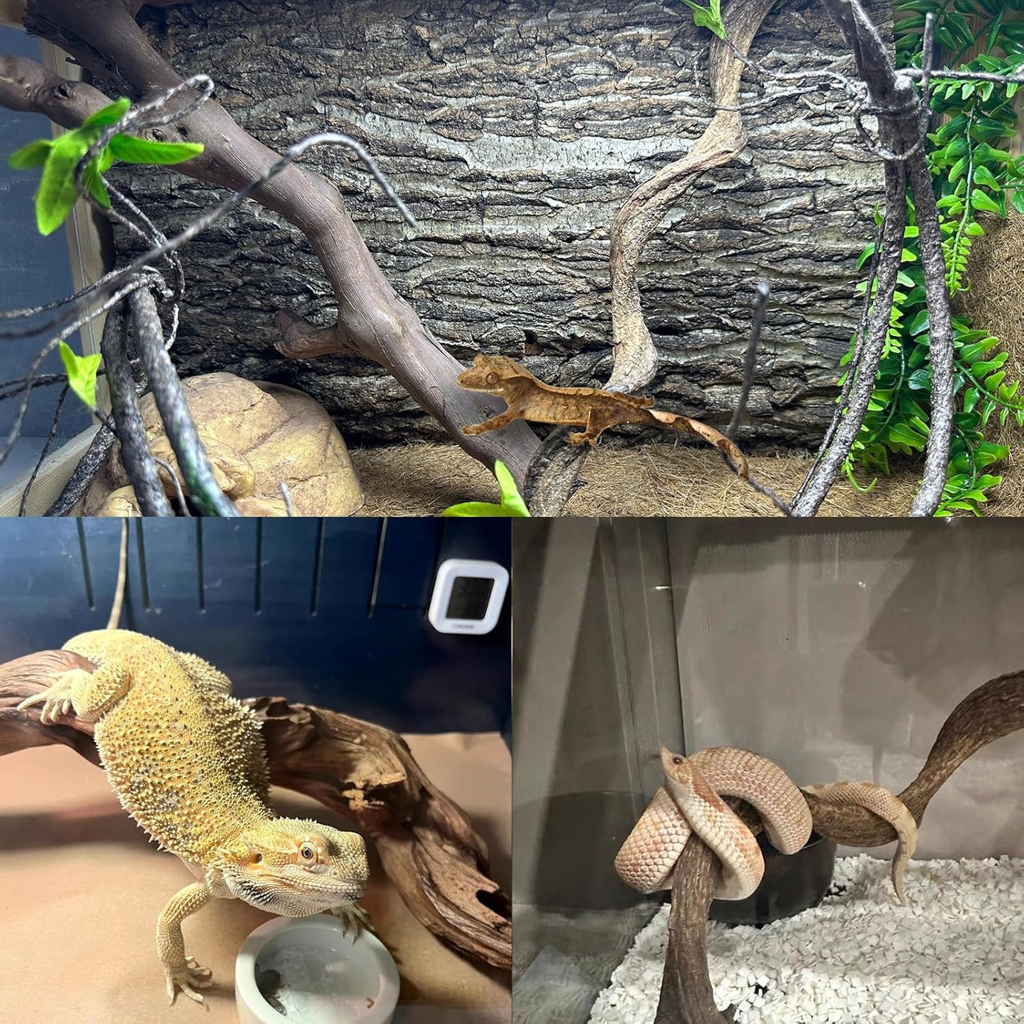 BNOSDM 2PCS Reptile Wood Branches, Snake Climbing Branch, Bearded Dragon Climbing Accessories, Lizard Habitat Decor, Terrarium Tree Trunk Ornament for Gecko Frog Chameleon Spider