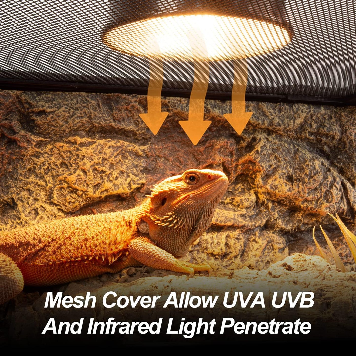 Large Reptile Tank 25 Gallon, 360°Full Vision Glass Reptile Terrarium with Top Mesh Lid for Beaded Dragon Lizard Gecko Snake Hermit Crab Use, 30"(W) X 12"(D) X 16"（H）