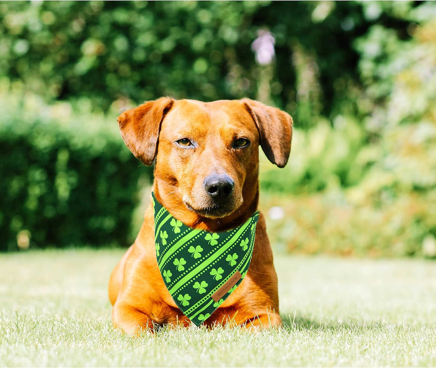 Realeaf St. Patrick's Day Dog Bandanas 2 Pack, Reversible Green Shamrock Pet Scarf for Boy and Girl, Premium Durable Fabric, Holiday Bandana for Large and Extra Large Dogs (X-Large)