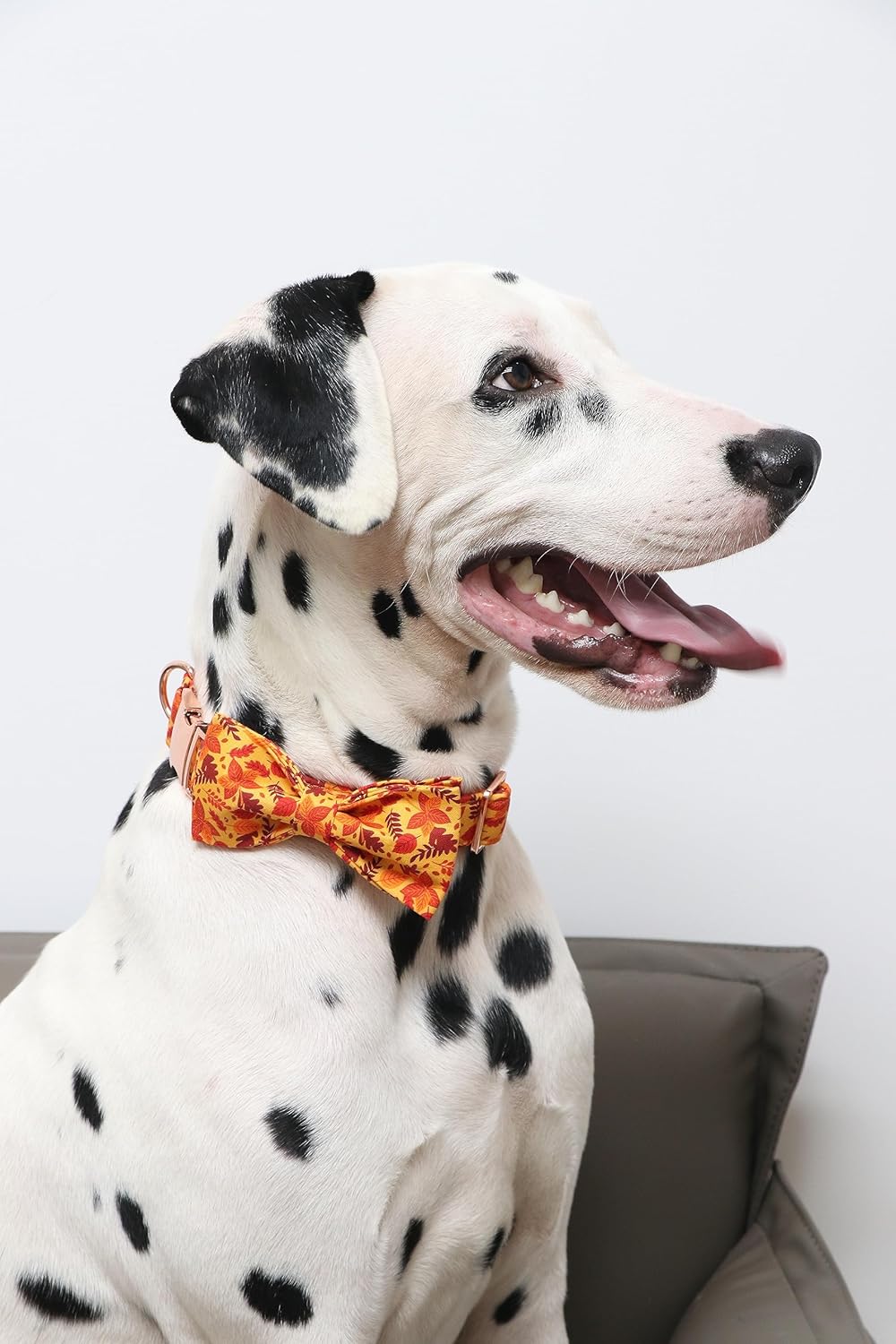 Lionet Paws Dog Collar with Bowtie - Cute Cotton Adjustable Fall Bowtie Dog Collar with Metal Buckle for Small Medium Large Dog Girl Boy Gift, XS, Neck 7-11in