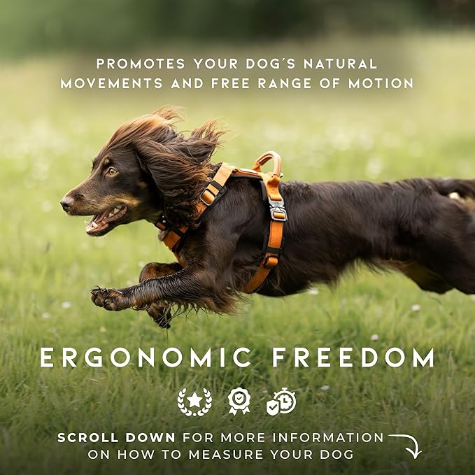 MADE TO ROAM Premium Explorer Harness - Y-Shaped Dog Harness with Adjustable Durable Nylon, Soft Padding, Metal Buckles and Leather Handle for Small, Medium, Large Dogs (Colorado Nightsky, Size 3)