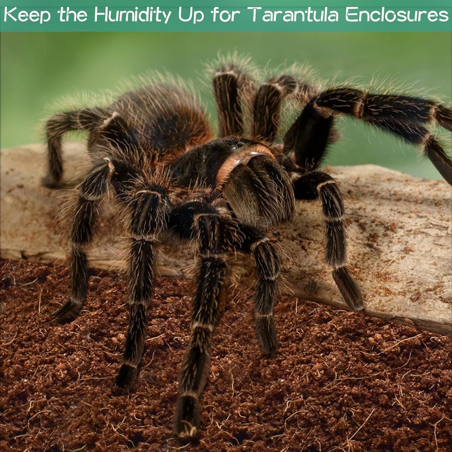 Halatool 2Pack Leopard Gecko Substrate Natural Coconut Fiber Substrate for Reptiles Premium Coco Husk Terrarium Bedding for Tortoise Habitat Snake Lizard Hermit Crab Tarantula Enclosure Worm Bin Frog