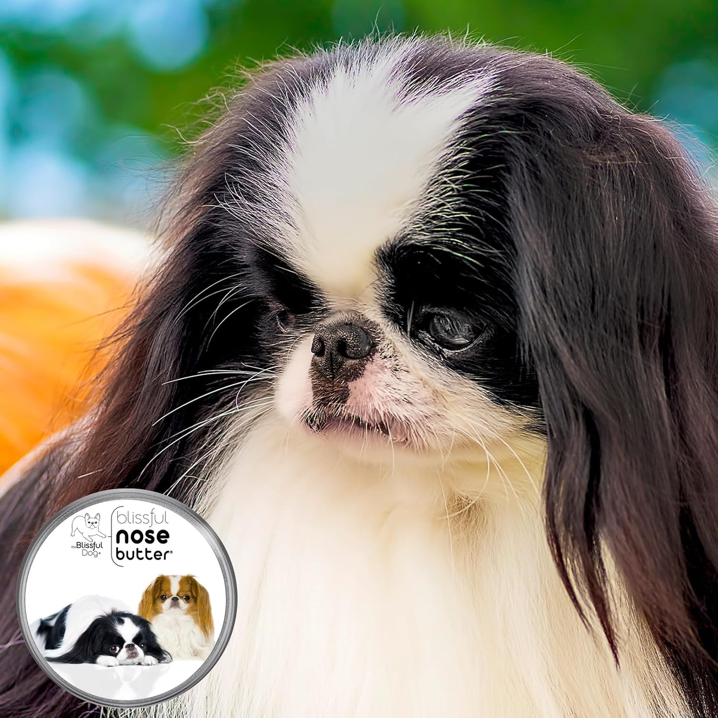 The Blissful Dog Japanese Chin Nose Butter for Dry, Cracked Skin, Lick-Safe Dog Nose Balm with Moisturizing Shea Butter, Almond, Olive, and Essential Oils, Pet Supplies, Uncented, 4 oz.