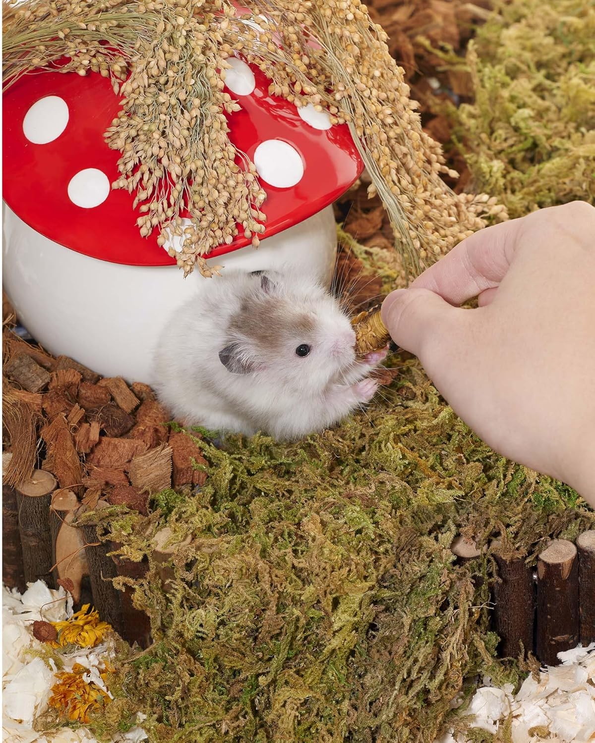 Niteangel Small Animal Snack & Treats - Small Critter Natural Treat for Dwarf Syrian Hamsters Gerbils Mice Sugar Glider Hedgehogs Chickens Birds (Freeze-Dried Dubia)