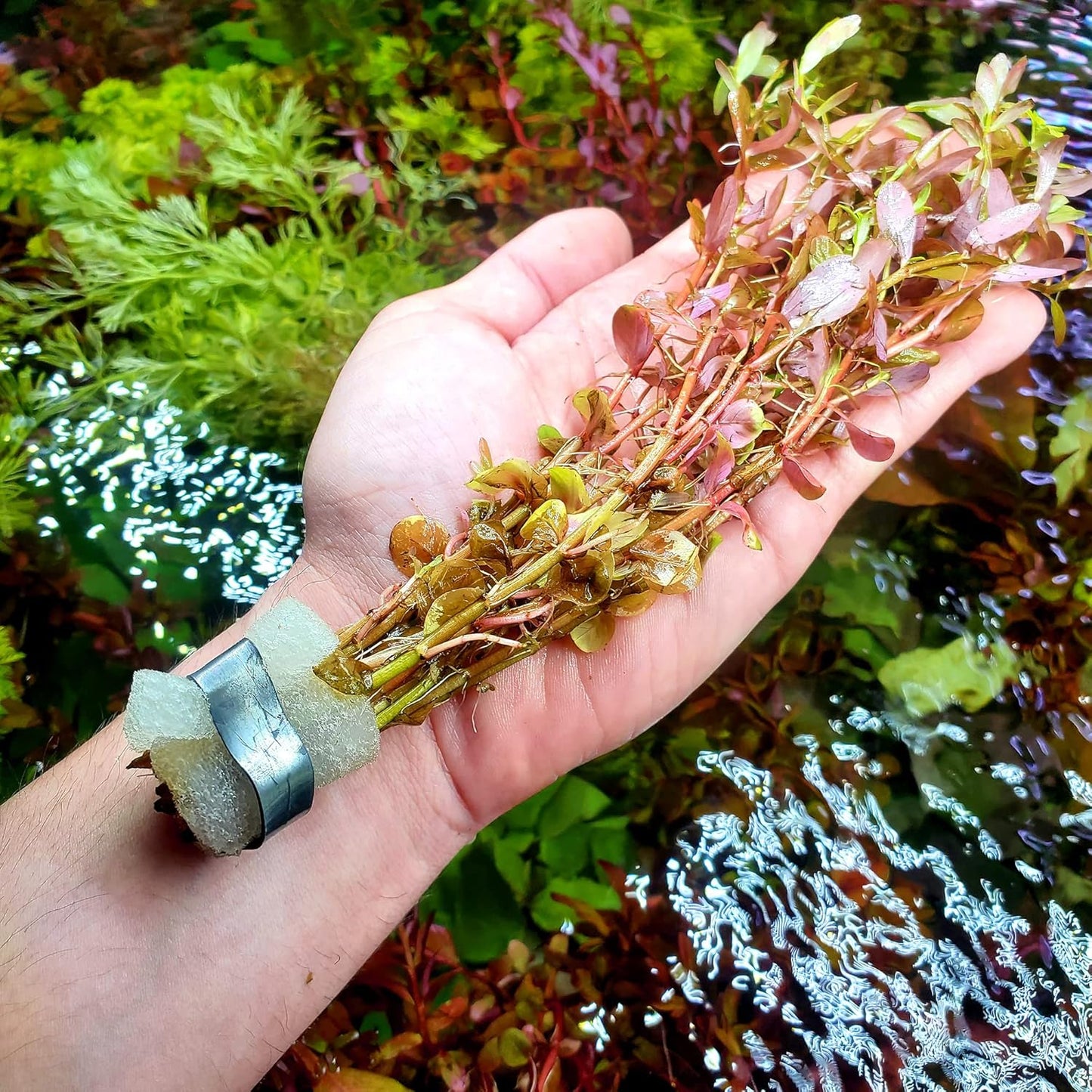 SubstrateSource Live Aquarium Red Stem Plants - Freshwater Aquatic Plant for Fish Tanks, Aquascaping - (Rotala Wallichii, 4 Bunches)